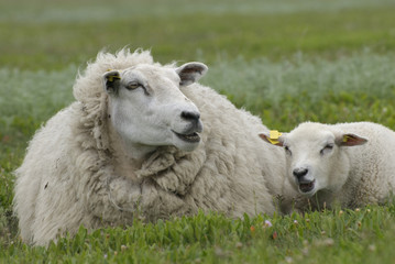 a lamb and an ewe lying down