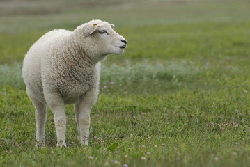 Obraz premium a lamb in a nature reserve of texel