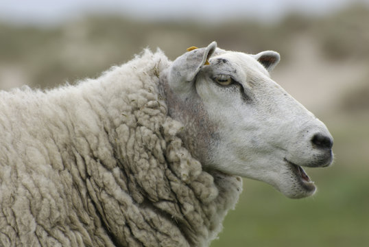 a portret of a cute sheep