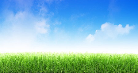 Fototapeta na wymiar Skoszonej trawy na tle niebieskiego nieba