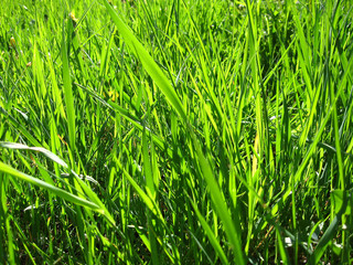 Green grass