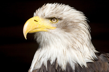Eagle II