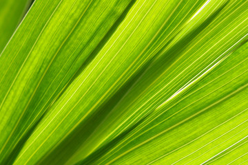 Obraz premium Floral background - green leaves super close up