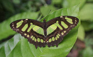 Swallowtail  Butterfly