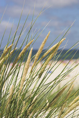Dünenlandschaft