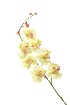 Fototapeta Green orchid on white background