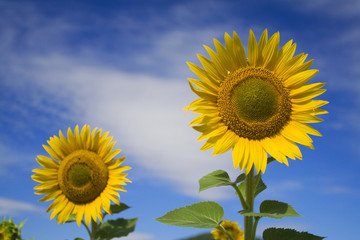 Sunflowers close-up with the blu sky in the background