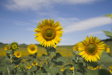 Sunflowers with blur background