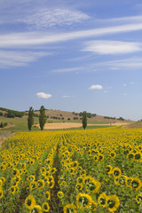 Sunflower field with a little hil in the background