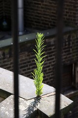Plant in urban environment fighting for its life and survival
