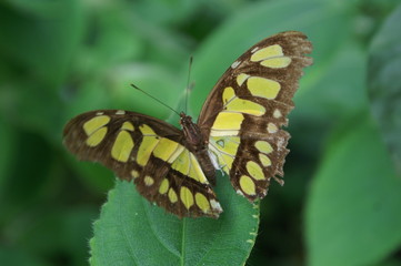 Papillon entrain de butiner dans une serre à Deauville