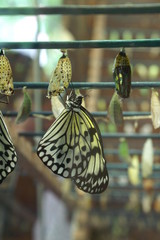 Papillon entrain de butiner dans une serre à Deauville