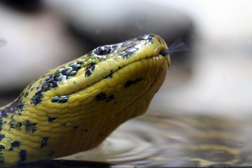 serpent python molure