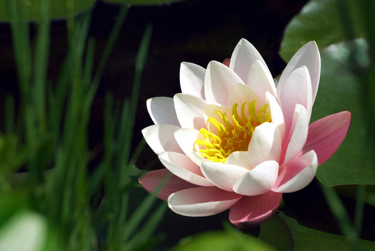 Fototapeta Seerose