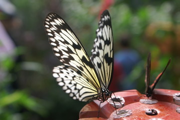 Fototapeta na wymiar Spirited żerowania Motyl w szklarni w Deauville