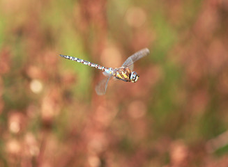Dragonfly in Flight