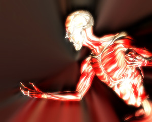 Muscles On Human Body 10