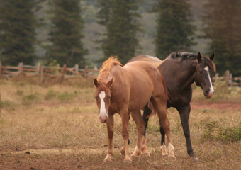 Curious horses
