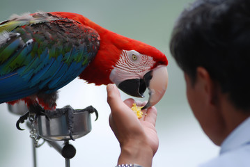 Feeding the parrot
