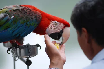 Photo sur Aluminium Perroquet Feeding the parrot