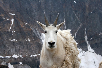 Mountain goat near Granite Peak, Montana