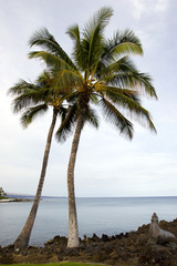 Fototapeta na wymiar Hawaiian Palm Trees on Volcanic Lava Coast of Kona Island