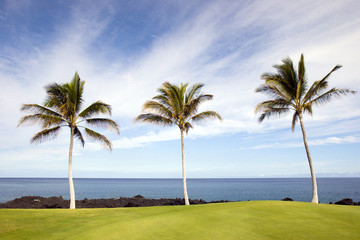Hawaiian Palm Trees on Volcanic Lava Coast of Kona Island