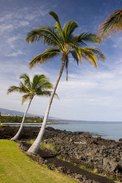 Palm Trees on Volcanic Lava Coast of Kona Island, Hawaii