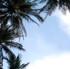 Fototapeta na wymiar upward view of Coconut palm trees 