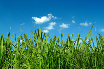 Gras