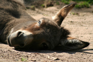 Fototapeta premium Hausesel