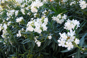 Laurier rose blancs