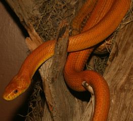 Everglades Ratsnake