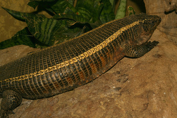 Banded Gila Monster
