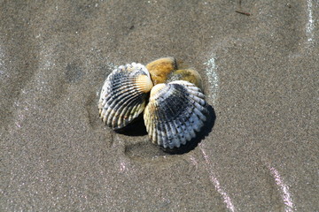 coquillage et sable