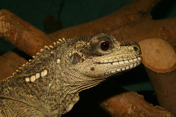 Spiny Lizard