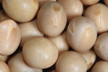 Closeup Soy Beans