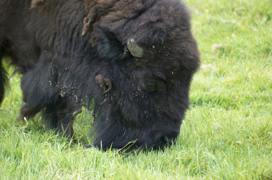 An american buffalo or Bisson, grazing in a field