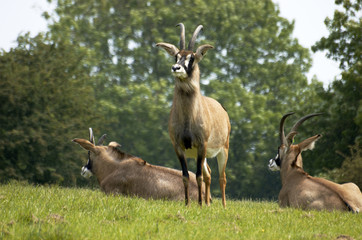 Naklejka na ściany i meble The rare Roan Antelope in awildlife park in England