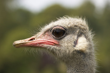 A portrait of an Ostrich with background out of focus