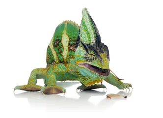 Papier Peint photo Lavable Caméléon chameleon eating a cricket