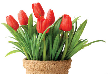 Isolated artificial Tulip with flower pot