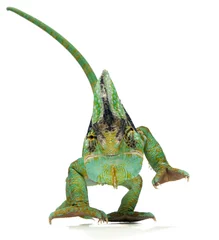 Papier Peint photo Lavable Caméléon chameleon
