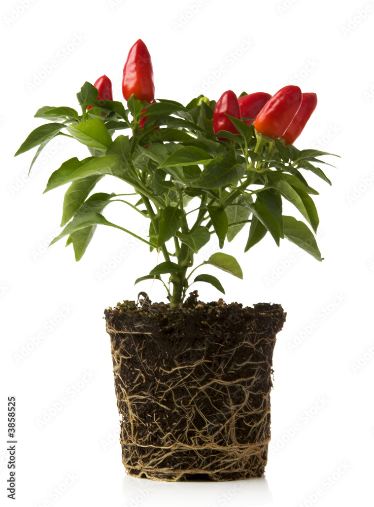 Poster red pepper plant