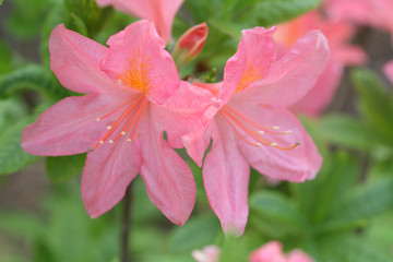 Flowers, Rhododendron Hybrid Rozeum Elegans, Macro