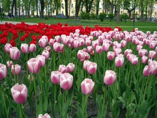 red and pink tulips in the park