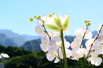 Fototapeta na wymiar kwiaty górskie