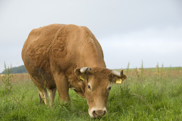 a red cow grazing in a meadow