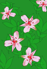 Fototapeta premium pink flowers