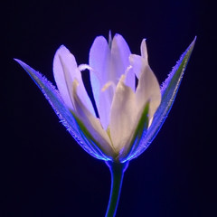 Illusory flower